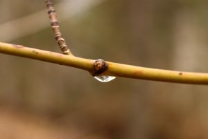 Dewdrop on Branch